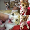 仮名インコ 子猫 サムネイル3