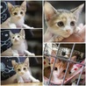 仮名インコ 子猫 サムネイル4
