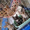 仮名インコ 子猫 サムネイル5