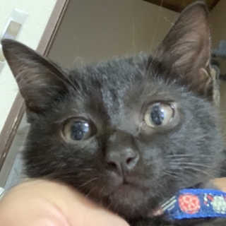 自販機の下に潜って2日間泣き続けていた子猫さん