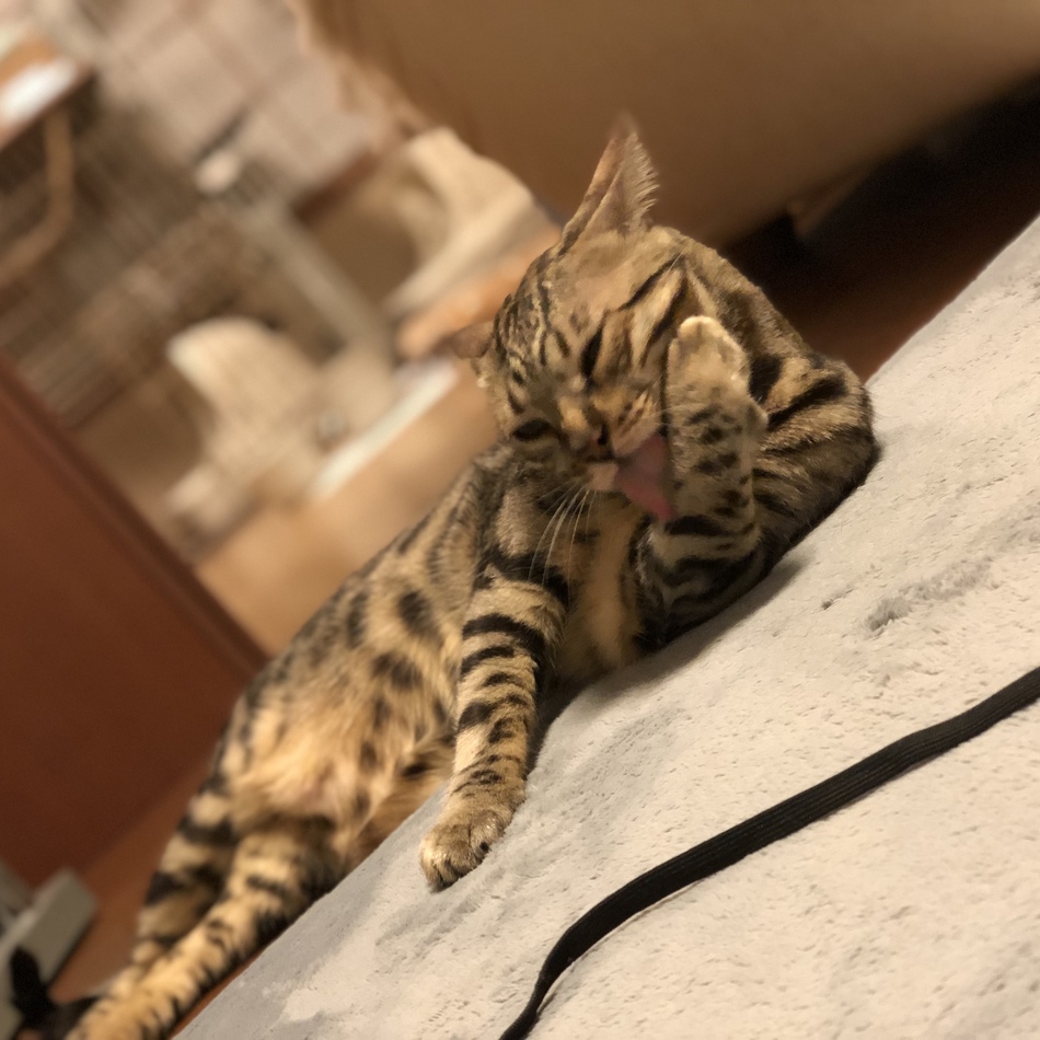 ライのカバー写真