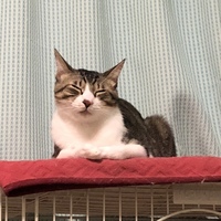とらお