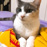 キャリー