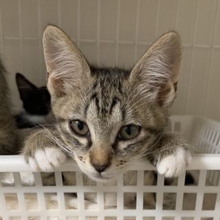 【ゴロニャン甘えん坊♡小袖（こそで）ちゃん】