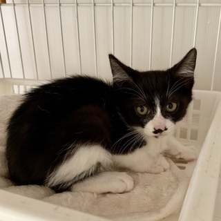 【ちっちゃくても根性あり☆こすずちゃん 】