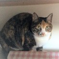 三毛猫さん新しい飼い主さん決まりました。