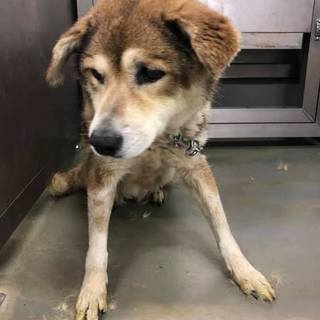 お散歩上手なシニアわんこ、ふみちゃん