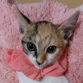 なれなれの三毛メス⚫2カ月