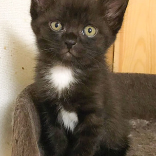 募集一時停止★こぐまのジャッキー君