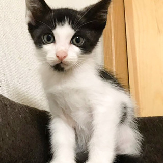 募集一時停止 イサムくん