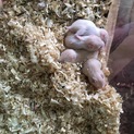 キンクマハムスターの赤ちゃんとママハムの里親募集中