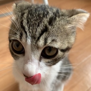 元気いっぱいスコティシュミックスの男の子