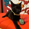 やんちゃな黒猫テトくん サムネイル2