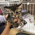 【⠀交渉中  】生後二ヶ月子猫ちゃん(2匹)