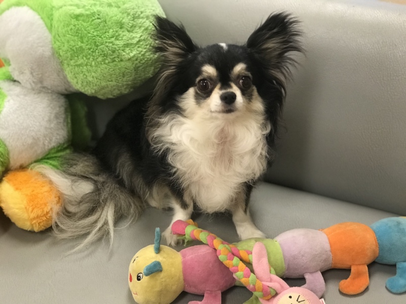 チワワのリラちゃん 華 埼玉県 犬の里親募集 ペットのおうち 月間利用者150万人