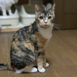 ♪まあるいお顔の三毛猫ふわちゃん♪