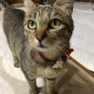 人懐こく甘え上手なキジトラ女子