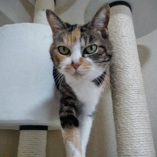 １５歳の甘えん坊のみーこの家族になって下さい