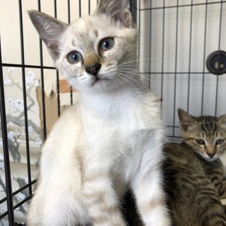 ありがとうございます