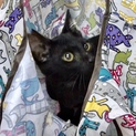 おっとりベタ甘男子 クロ猫