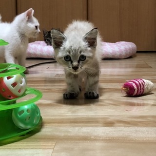 ブルーの瞳のかわいいカペラくん