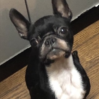 ボストンテリア 3才 メス