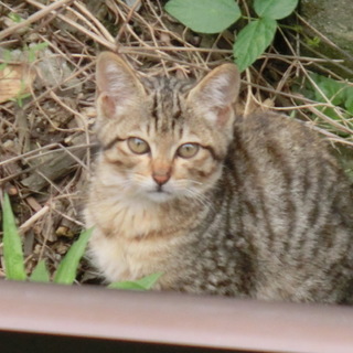 突然庭に現れた二か月ぐらいの子猫。