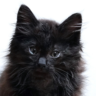 黒フサフサ仔猫の里親募集です