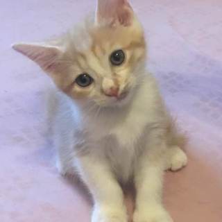 4兄弟1匹目茶トラ♀2か月　里親決定♪