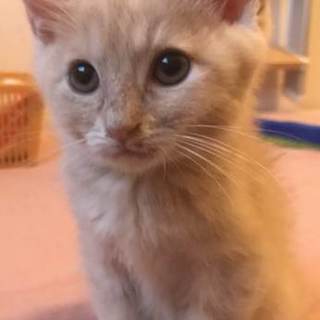 4兄弟2匹目茶トラパステル♂2か月　里親決定♪