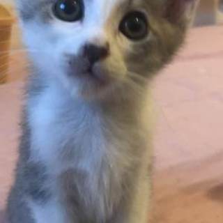 4兄弟3匹目灰シロ♂2か月　里親決定♪