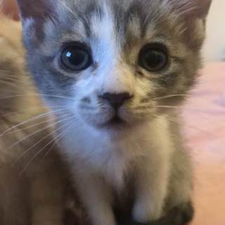 4兄弟4匹目灰シロ♂2か月（里親決定♪）