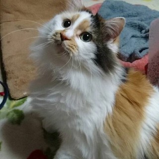 長毛三毛猫　猫エイズ陽性