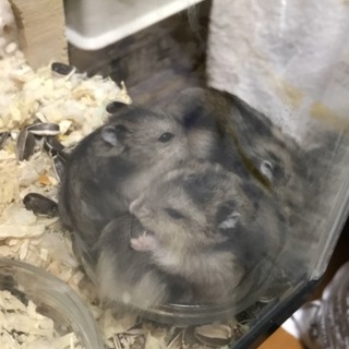 里親さん決まりました！感謝です！(^ ^)