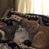 おおしかこなちゅ