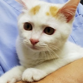 生後3ヵ月の女の子です新しい家族を探しています