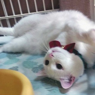 真ん丸お目めの、ポッチャリ猫ちゃんです。