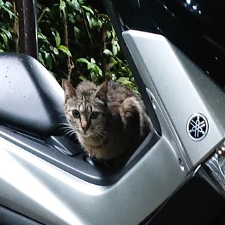 頑張ってる若いママ猫♪