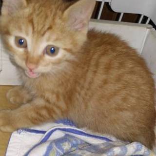 生後2か月の茶トラ王子