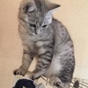 うちに来て約一か月経った頃。まだ子猫っぽさが。