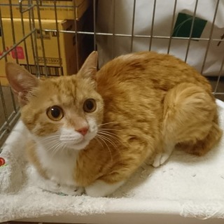 マヤ、一歳。茶白の美猫さんですニャ。