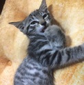 里親さん募集中 子猫5兄弟です