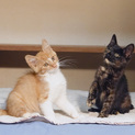 茶白サビサビの仔猫です！