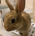 ネザーランドドワーフ 2ヵ月 うさぎさん 里親募集