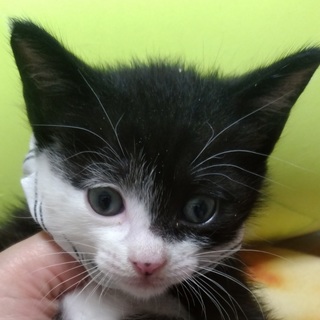 募集一時停止⚫1ヶ月の黒白かたわれソックス男子