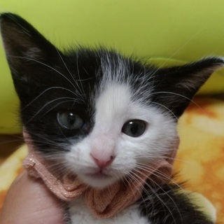 里親決定⚫1ヶ月の黒白かたわれソックス女子