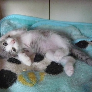 グレー白のおちび君②