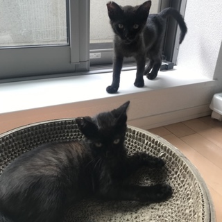 仲良し黒猫兄弟、一緒での募集です