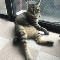 ろっく