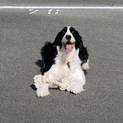 亡くなった母の愛犬、アーロンくん！返還されました